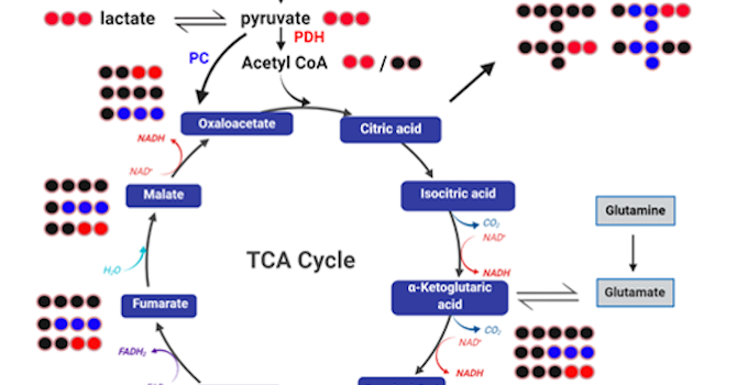 Metabolomics and Lipidomics